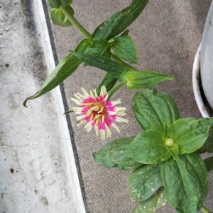 百日草,ダイソー,今日のお花,ベランダの画像