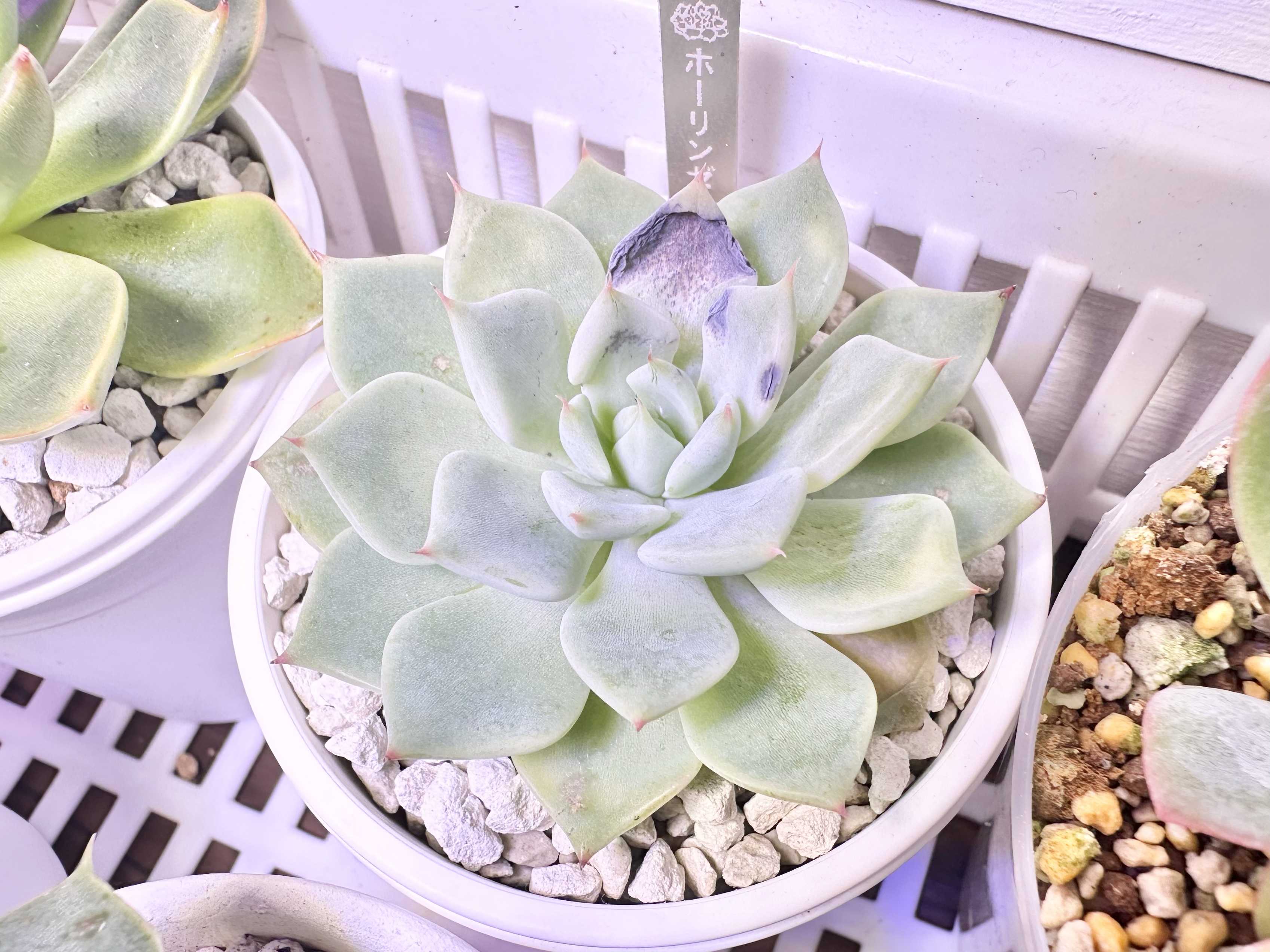 ホーリンゼの一覧｜🍀GreenSnap（グリーンスナップ）