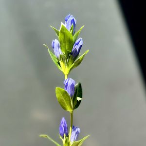 竜胆,りんどう,切り花,気になる花,秋の気配の画像