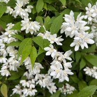 ヒメウツギ,季節の花,花のある暮らし,花盛り,花いろいろの画像