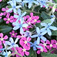 コムラサキ,ダリア,ブルースター,サトイモ,ニチニチソウ 夏花火の画像