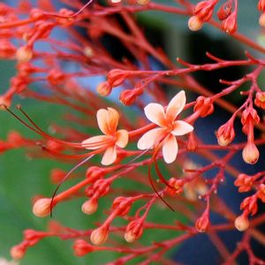 シマヒギリ,島緋桐,赤い花,温室,花木の画像