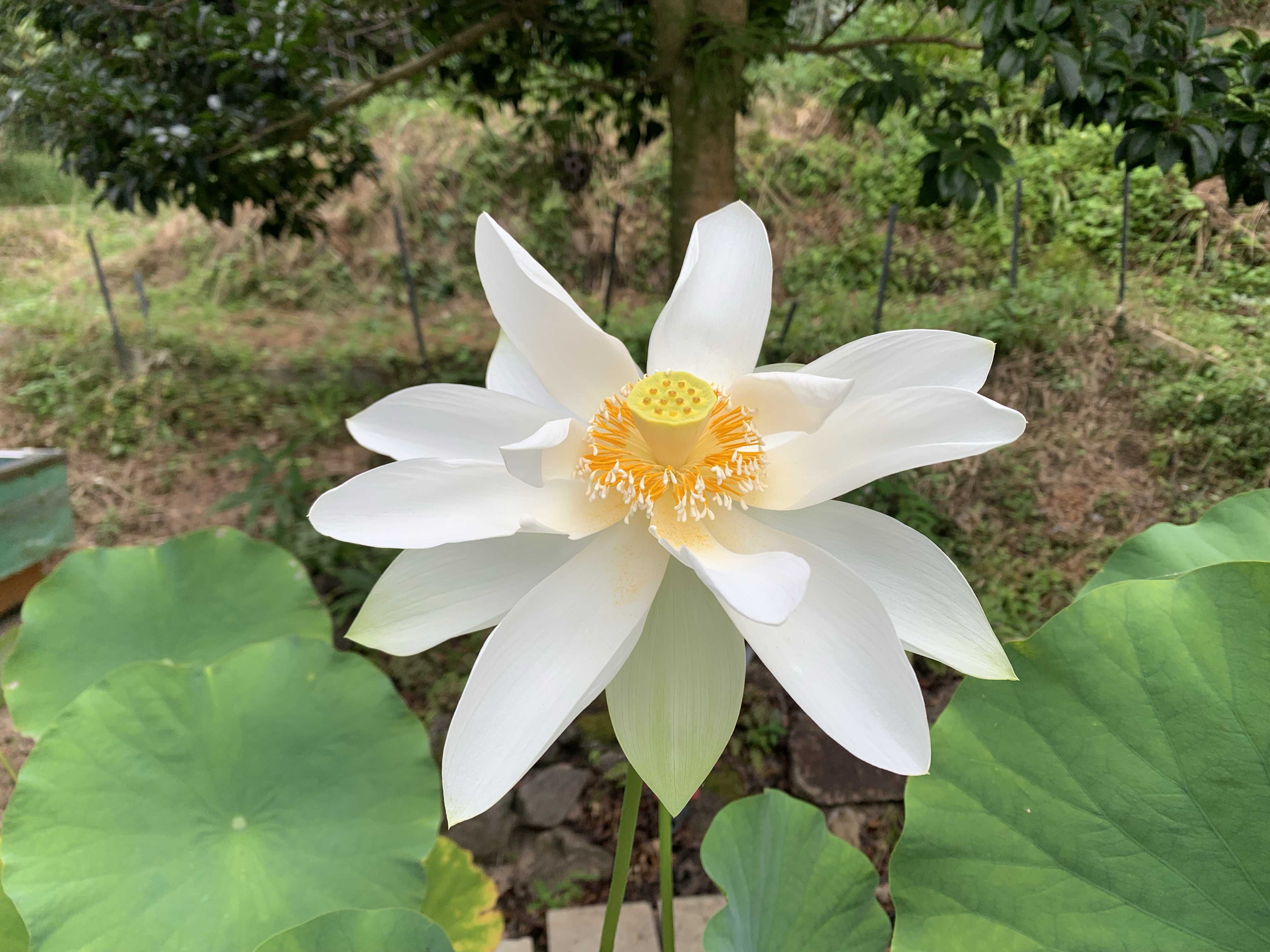 大賀蓮(古代蓮)の一覧｜🍀GreenSnap（グリーンスナップ）