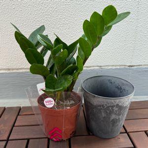 ザミオクルカス,ザミオクルカス,ザミオクルカス,観葉植物,ダイソーの画像