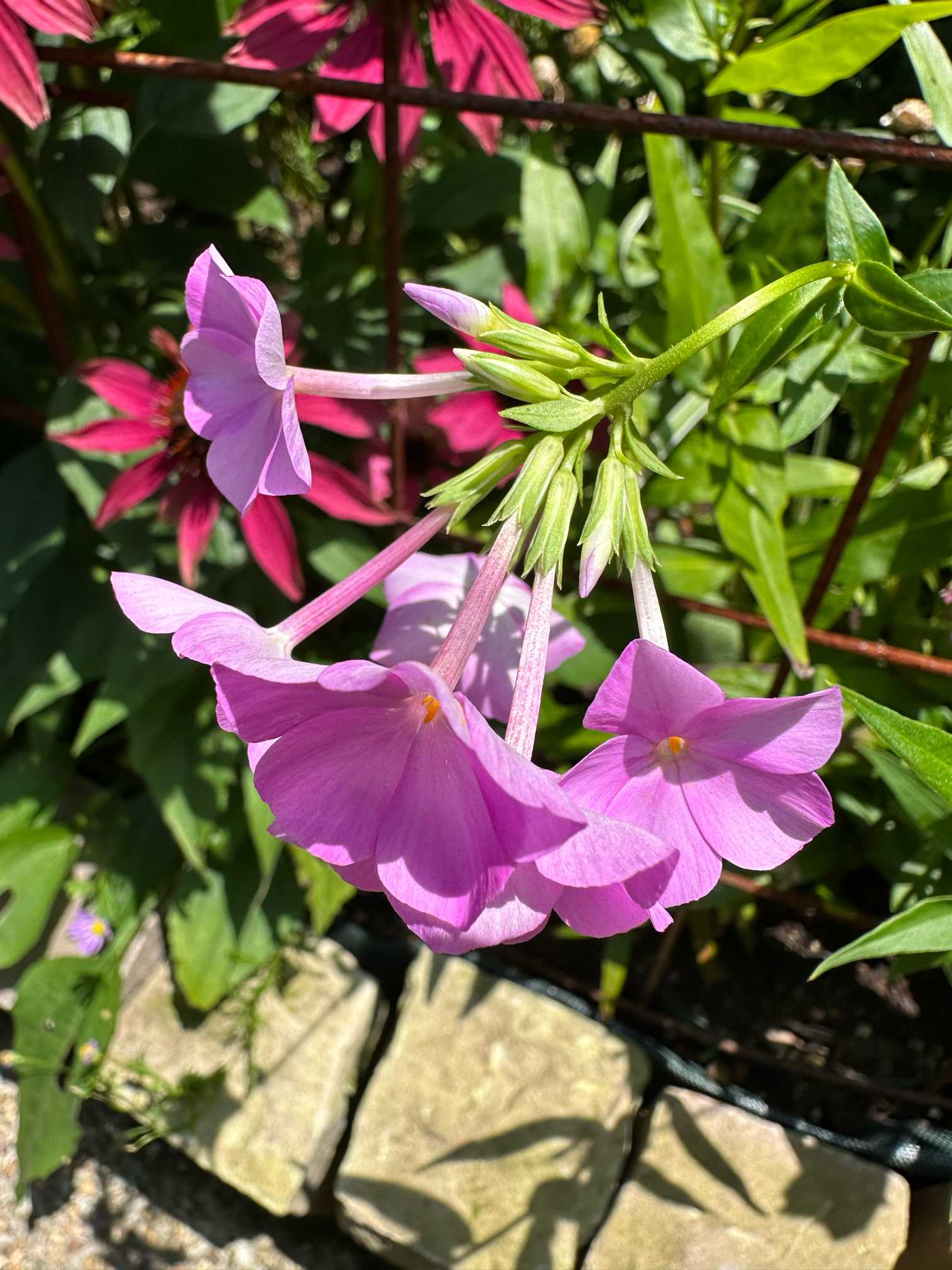 夏のお手入れ始めました（2024年8月の作業）｜🍀GreenSnap（グリーン