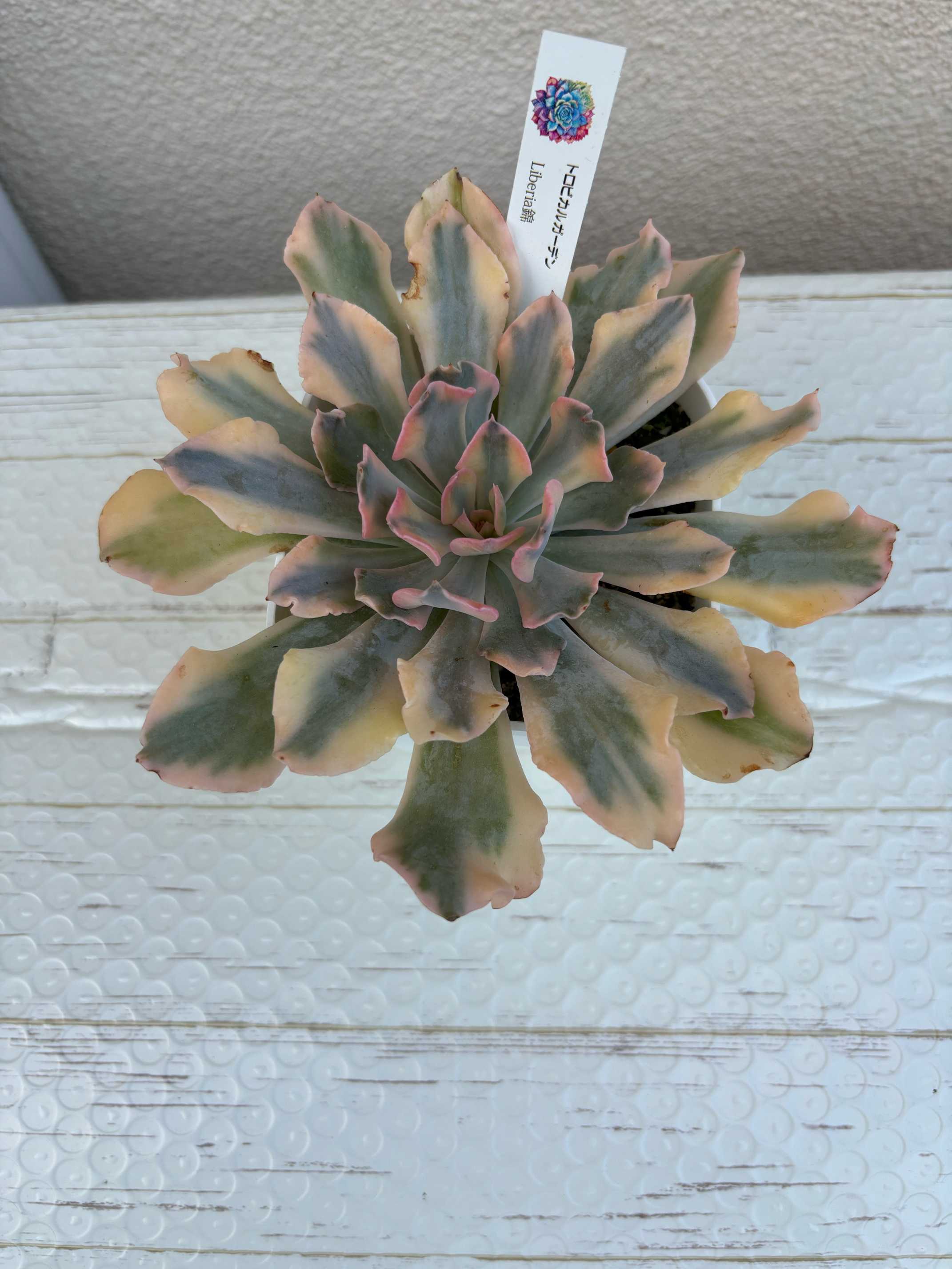 リベリア錦｜🍀GreenSnap（グリーンスナップ）