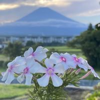 フロックス,エノコログサ,花のある暮らし,かわゆい♡,お花散歩の画像