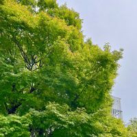 ペチュニア,モミジ,ヤシの木の画像