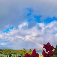 モンキーポッド,植物のある暮らし,南の島,ハワイアン スタイル,植物が大好きの画像