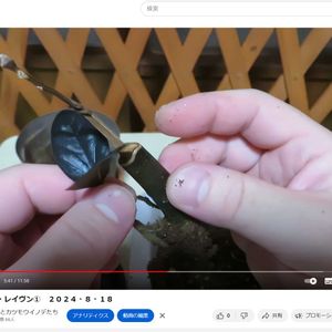 ザミオクルカス,ザミオクルカス・レイヴン,観葉植物,挿し木,インテリアグリーンの画像