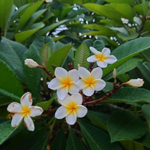 プルメリア,アリアケカズラ,アリアケカズラ,屋上庭園,台北の画像