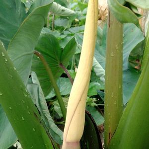 里芋（赤芽）,無農薬野菜,自宅の畑の画像