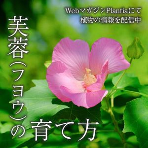 フヨウ,芙蓉,観葉植物,ガーデニング,花のある暮らしの画像