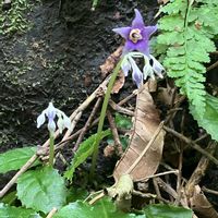 イワタバコ,山野草,山歩き,里山歩き,植物探しウォーキング&ランの画像