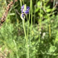 夏の庭,レースラベンダー,ナチュラルガーデン,紫色の花,富山支部の画像