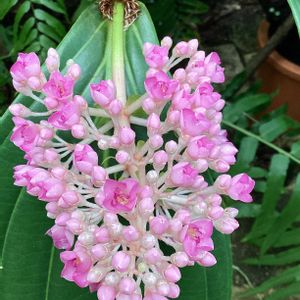 温室,ピンクの花,今日の花,元気な花,公園散歩の画像