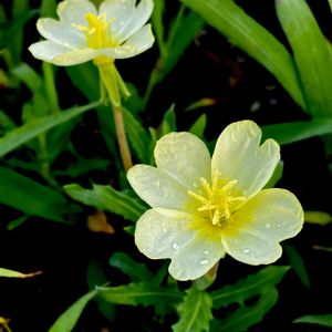 コマツヨイグサ,雑草,山野草,多年草,海辺の画像