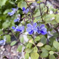 ランタナ,ランタナ,ブルーエルフィン,ブルーエルフィン,クレロデンドルム・ブルーウィングの画像