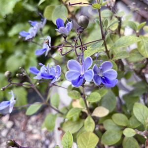 ランタナ,ランタナ,ブルーエルフィン,ブルーエルフィン,クレロデンドルム・ブルーウィングの画像