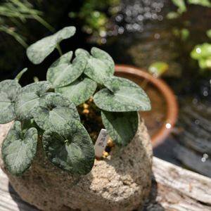 カンアオイ,寒葵,和風,観葉植物,鉢植えの画像