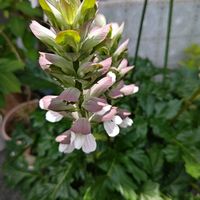 アカンサス,アカンサスの実,今日のお花,いつもの公園,いつもの公園1️⃣の画像