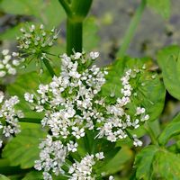 セリ,水生植物,白い花で癒されたい♡の画像