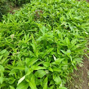 空芯菜,自家製野菜,栽培記録,農業女子,おうち園芸の画像