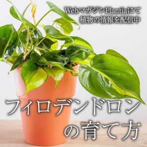 フィロデンドロン,観葉植物,ガーデニング,緑のある暮らし,植物のある暮らしの画像