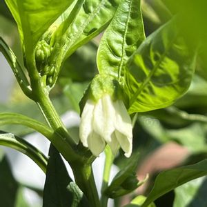 ピーマン,鉢植え,美味しい,花のある暮らし,夏野菜の画像