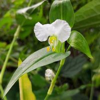 ツユクサ,ツユクサ,メガネツユクサ,青い花,青い花マニアの画像