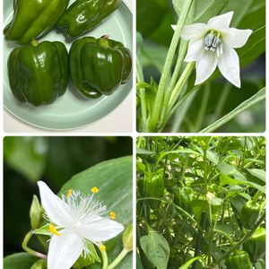 トキワツユクサ,ピーマン,お花,野菜の花,花のある暮らしの画像