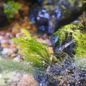 ホウオウゴケ,観葉植物,テラリウム,成長記録,苔リウムの画像