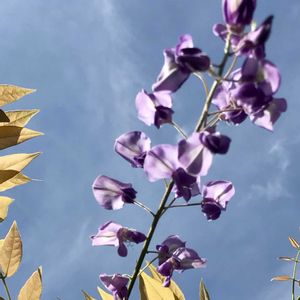 藤の花,藤の花,剪定後,自宅庭の画像