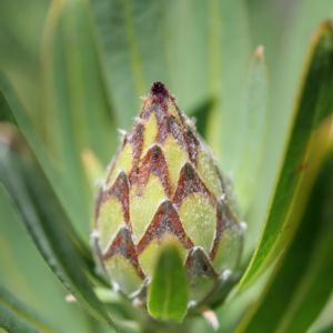 プロテア,プロテア ピンクアイス,地植え,花壇,花芽の画像