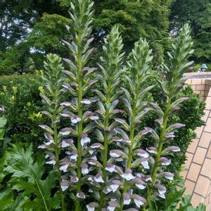 花散歩,ハーブ園,可愛い花,好きな色合いの画像