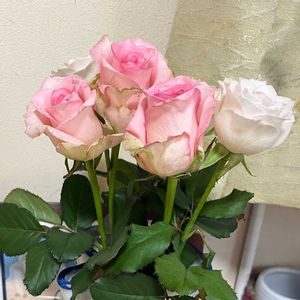 切り花,ばら バラ 薔薇の画像