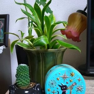 サボテン,観葉植物,リビング,天体観測,ニャンニャン祭りの画像