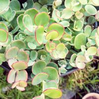 ミセバヤ,多肉植物,庭の画像