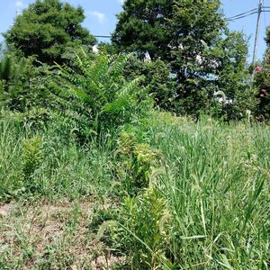 山野草,自家栽培の野菜達,植物と暮らす,果物の木,自家製無農薬栽培の画像