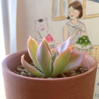 シャビアナ,イチジク,シャビアナ ペレグリナ,シャビアナペレグリナ,多肉植物の画像