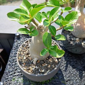 アデニウム アラビカム,アデニウム アラビカム,塊根植物,花芽,鶴仙園の画像