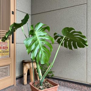 モンステラ,観葉植物,100均観葉植物,わが家の観葉植物❢,ダイソー観葉植物の画像