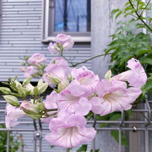 ノウゼンカズラ,花のある暮らし,優しいピンク,おうち園芸,yu ＆ゆうクラブの画像