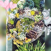 ブラックプリンス,多肉植物,お庭の植物,ニャンニャン祭りの画像