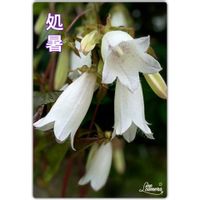 ホタルブクロ,祈り,お家園芸,山野草*,和中庭の画像