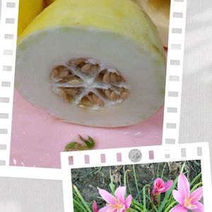 ゼフィランサス,金俵甜瓜,無農薬野菜,PR,自宅の畑の画像