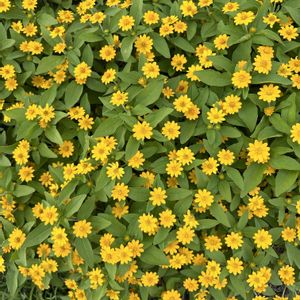 メランポジュウム,花が好き,無農薬❤家庭菜園,野菜が好き,お出かけ先の画像