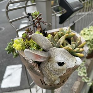 植木鉢,庭の画像