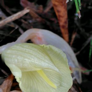 ミョウガ,夏野菜,黄色い金曜日,家庭菜園,畑の画像