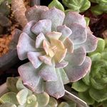 キュービックフロスト錦の一覧｜🍀GreenSnap（グリーンスナップ） 